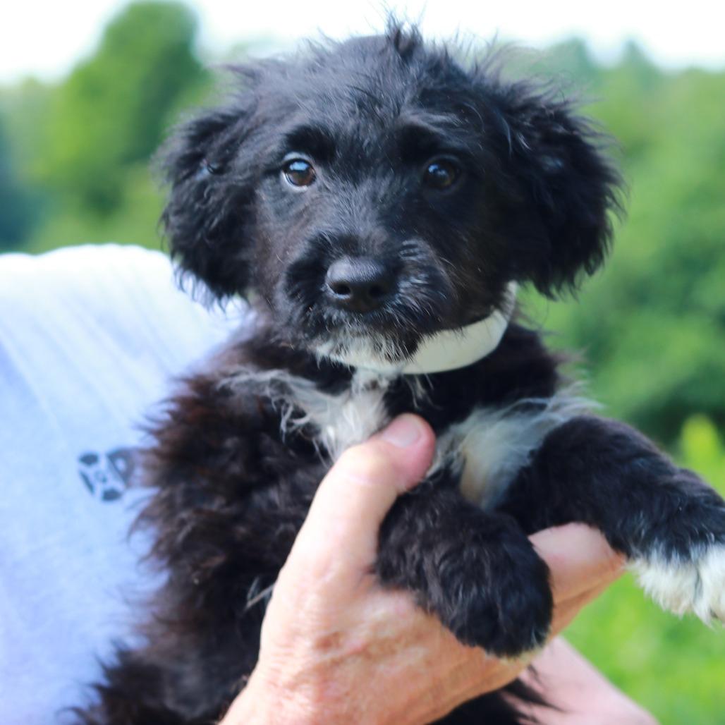 Enlarge CT Pippin, a Adoptable mixed breed in Stormville, NY image 1/6