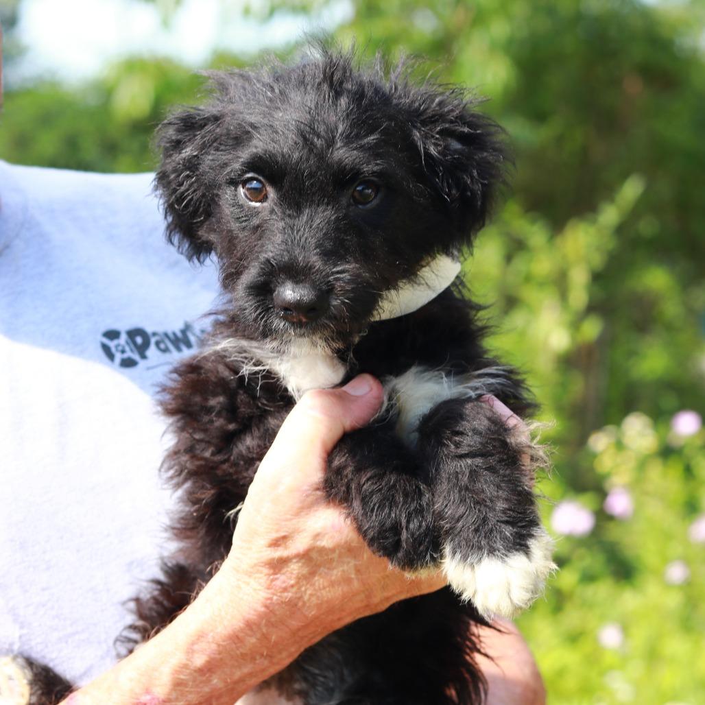 Enlarge CT Pippin, a Adoptable mixed breed in Stormville, NY image 5/6