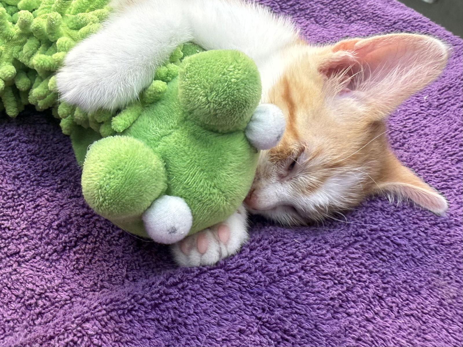 Mindy, Adopted, Kitten Female Domestic Short Hair.