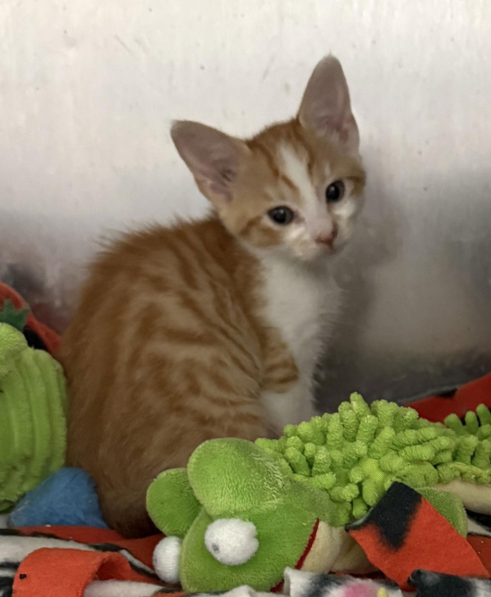 Enlarge Mindy, a Adopted Domestic Short Hair in Woodland, CA image 2/3