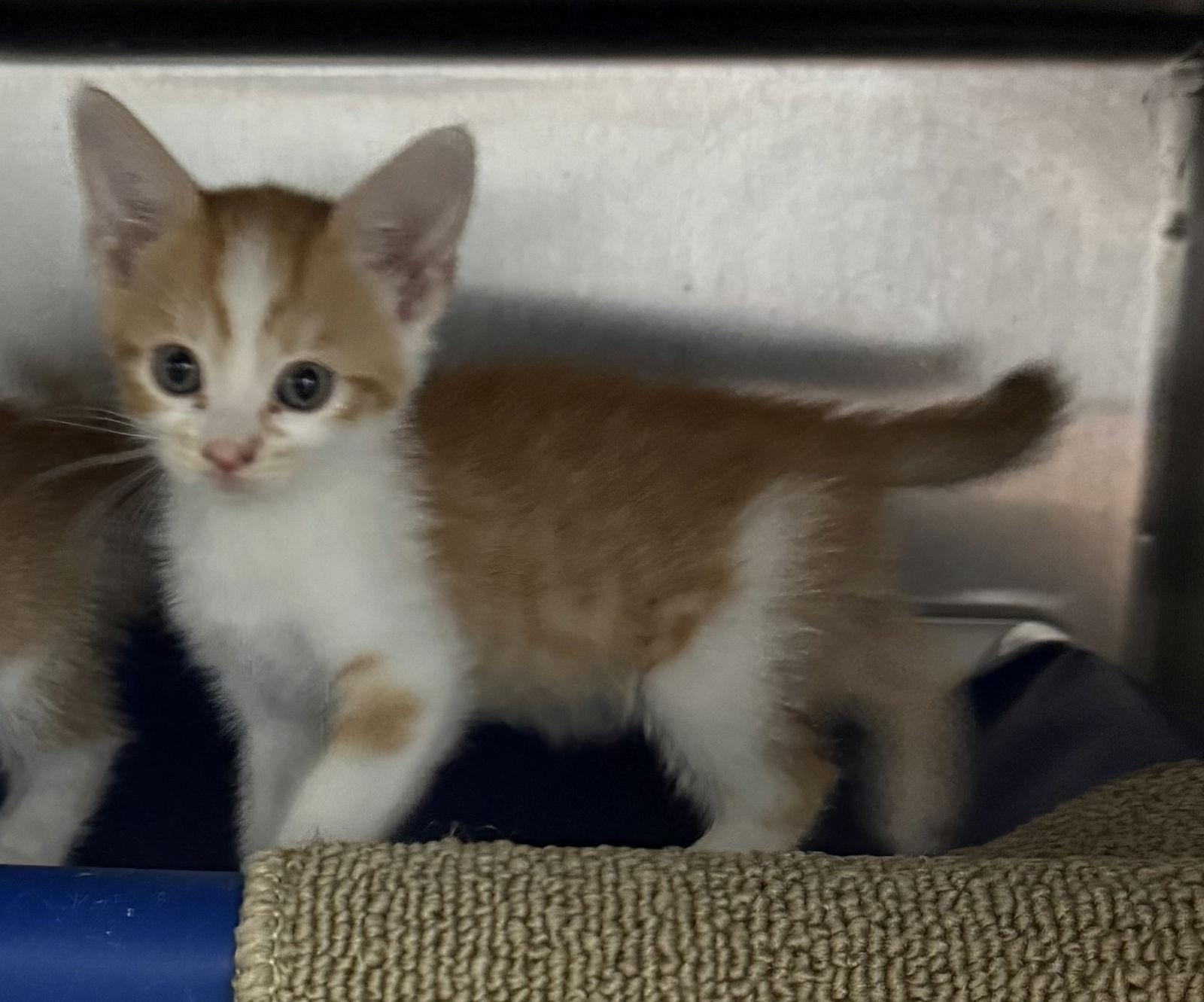 Enlarge Mindy, a Adopted Domestic Short Hair in Woodland, CA image 3/3