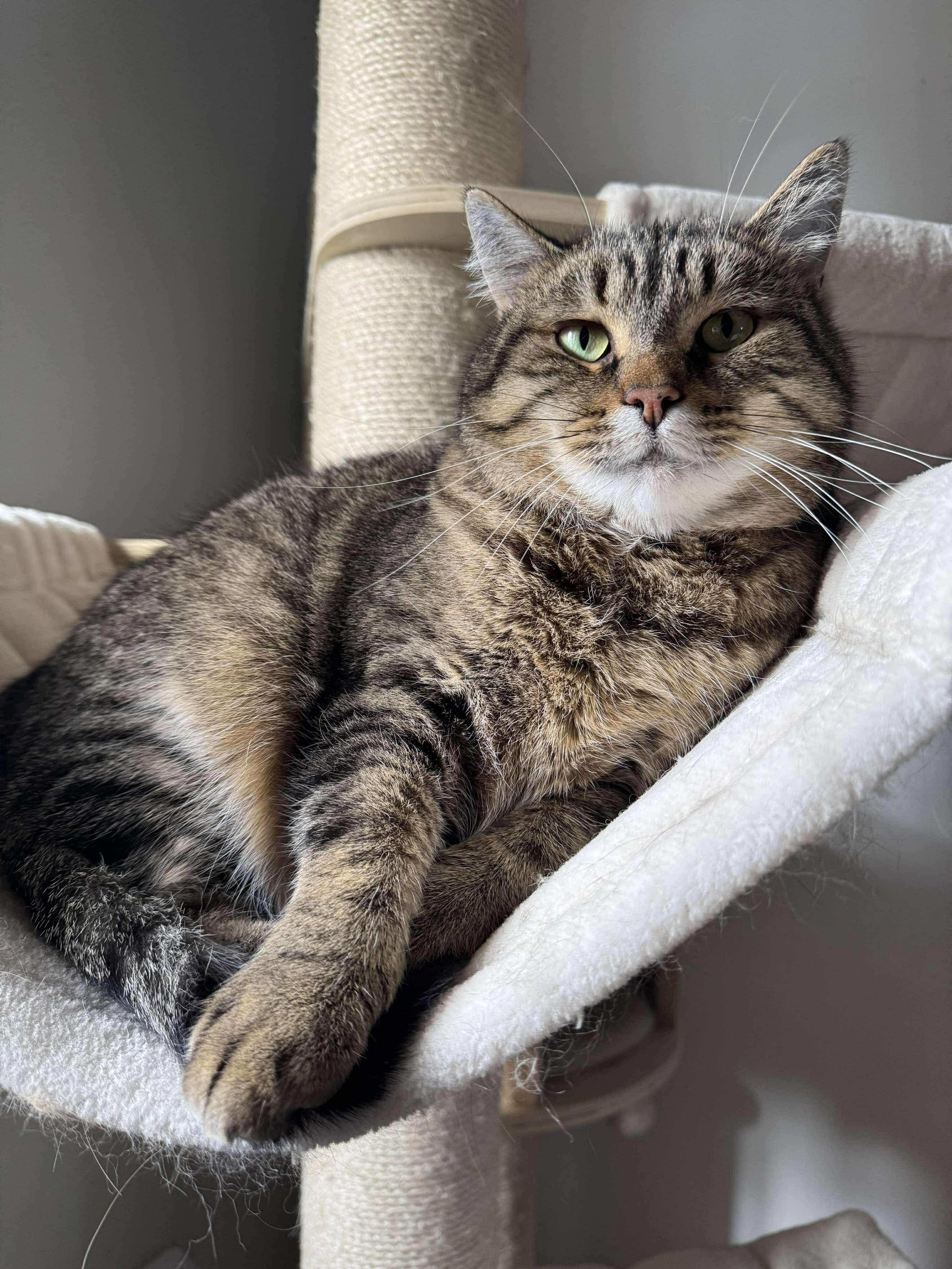 Potter, Adoptable, Adult Female Tabby.