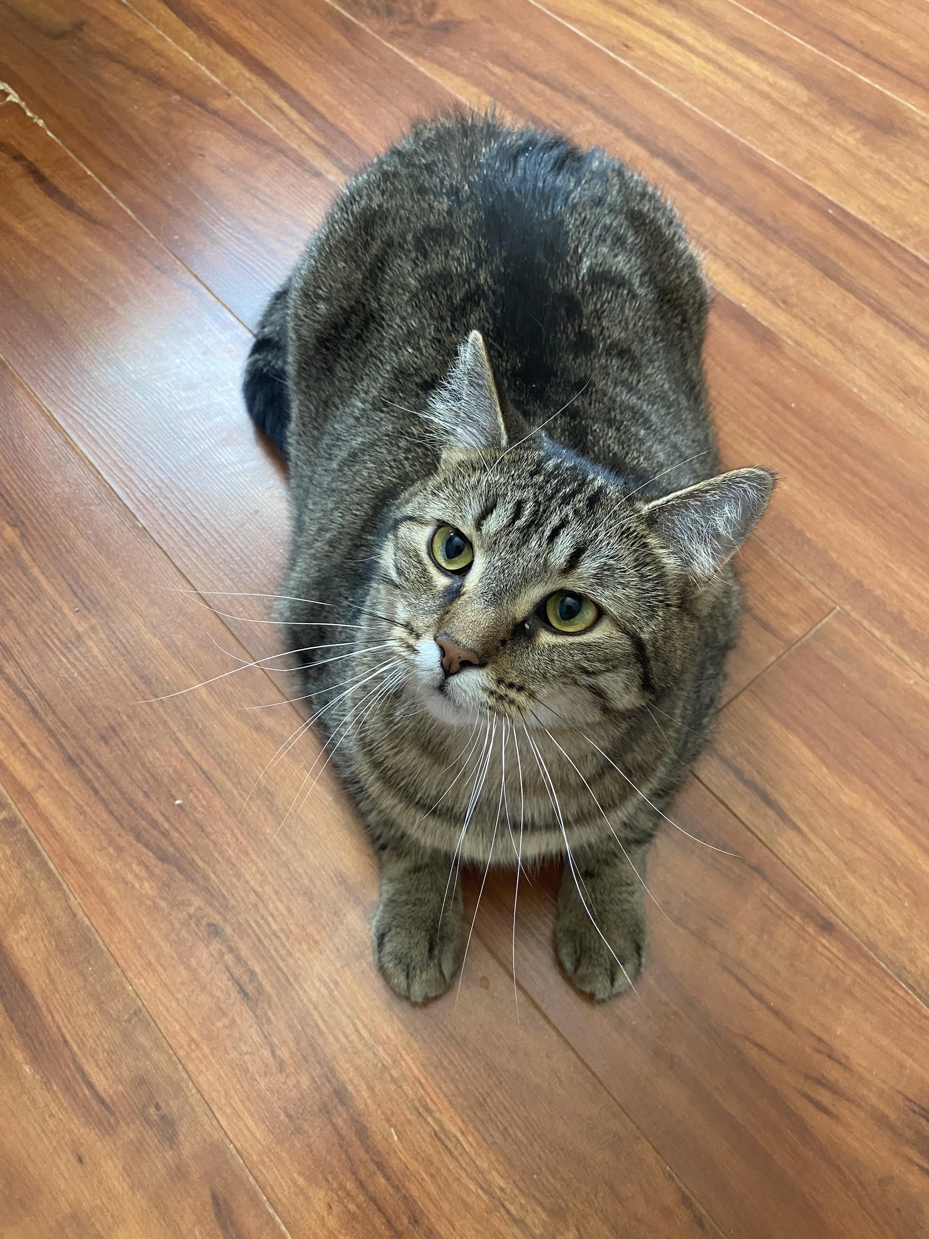 Enlarge Potter, a Adoptable Tabby in Orleans, ON image 2/6