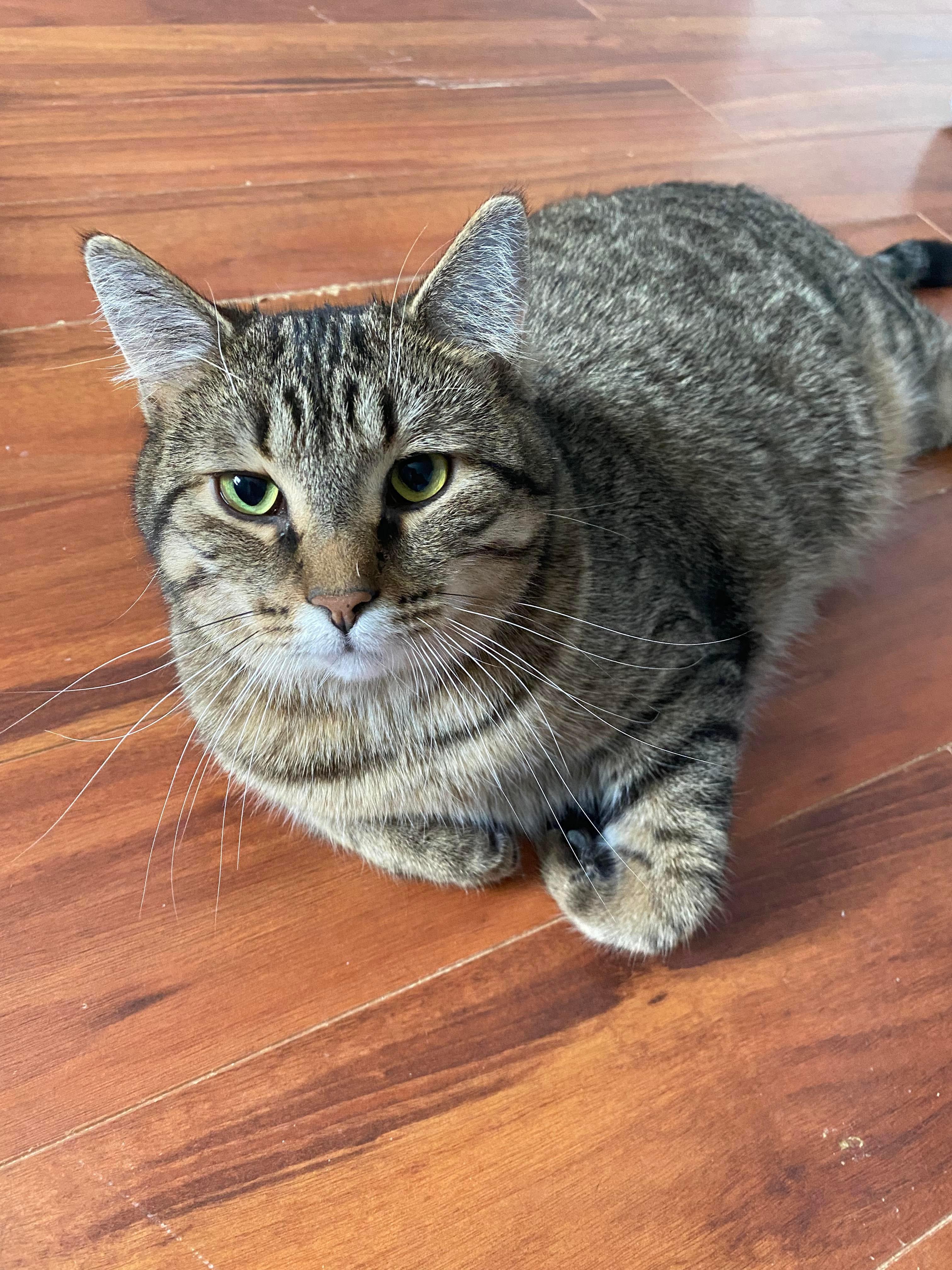 Potter, an adoptable Tabby in Orleans, ON, K4A 1X6 | Photo Image 3