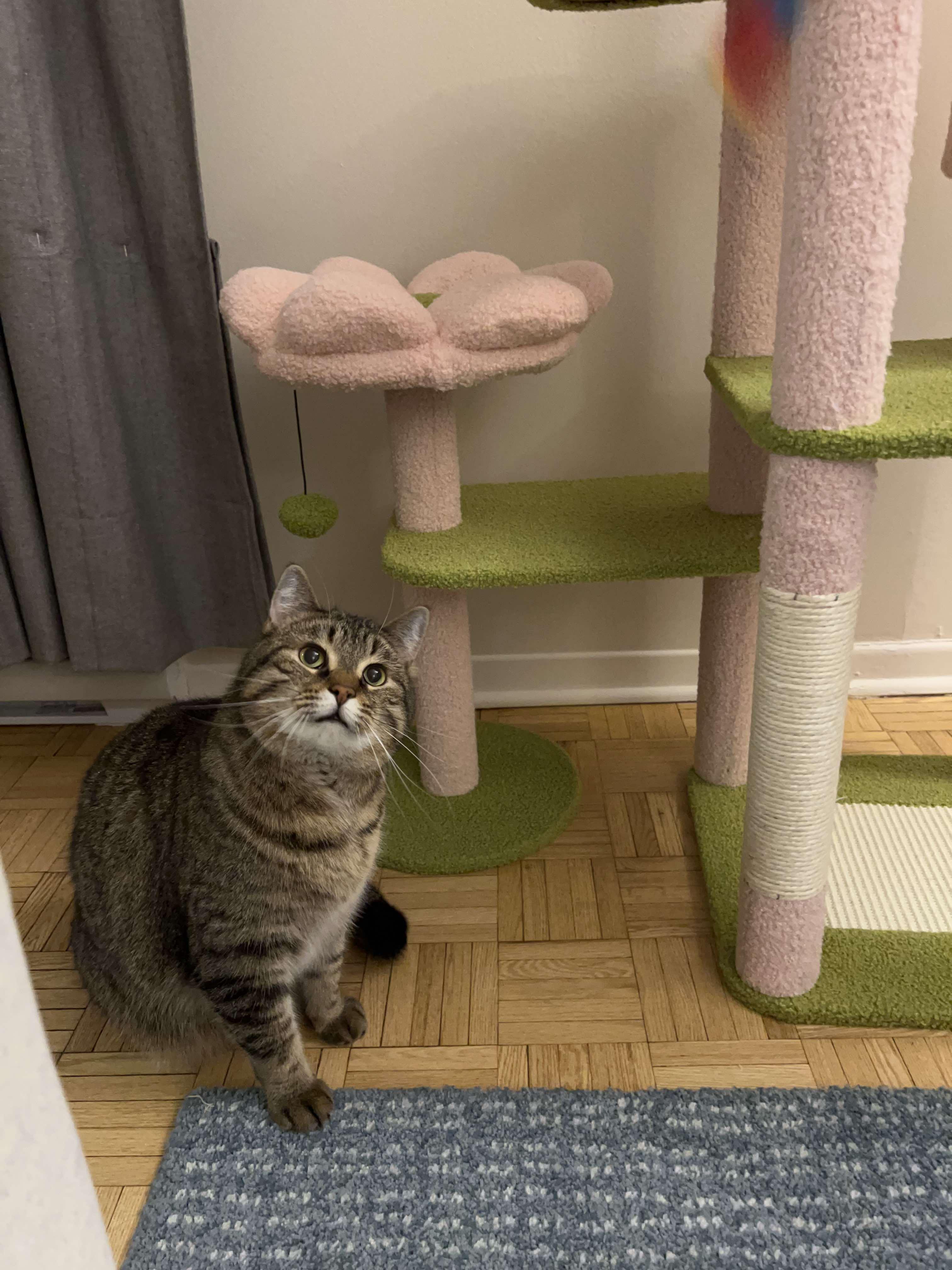 Enlarge Potter, a Adoptable Tabby in Orleans, ON image 5/6