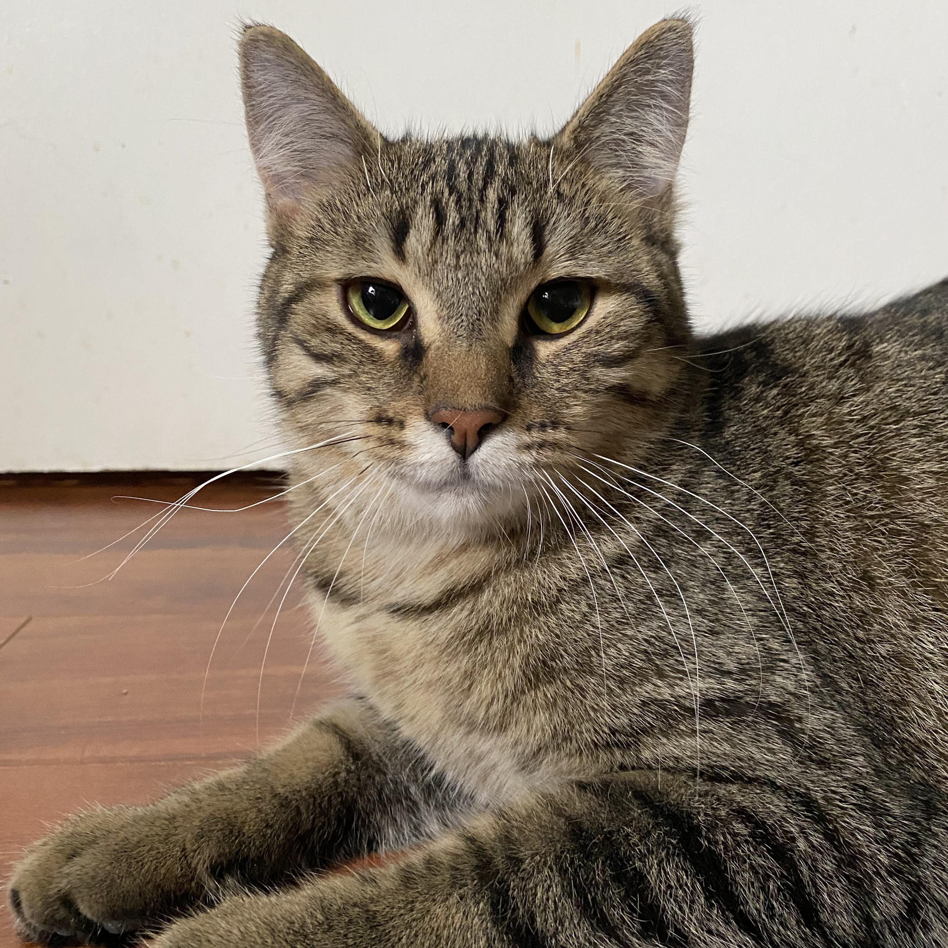 Potter, Adoptable, Adult Female Tabby.