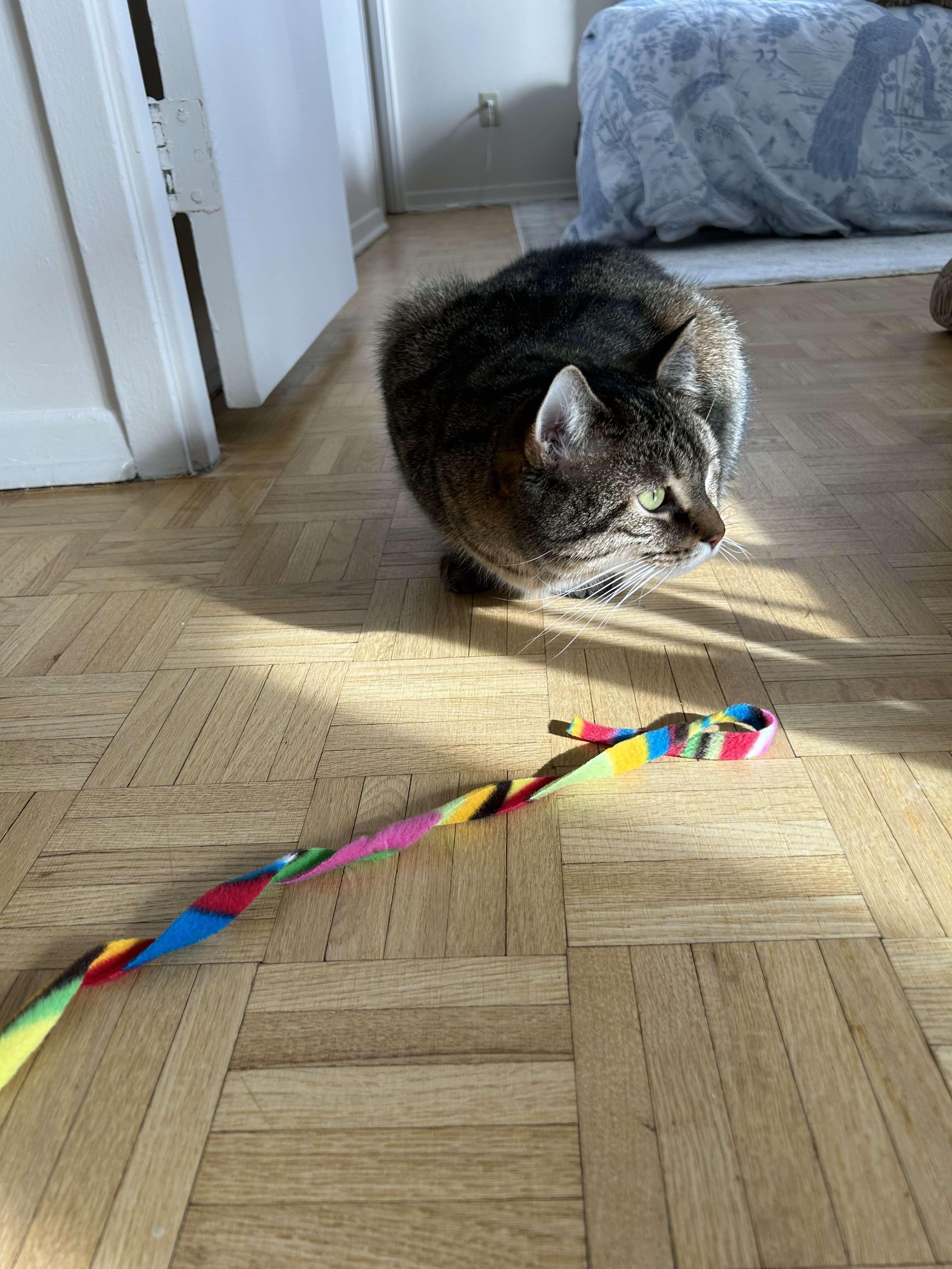 Enlarge Potter, a Adoptable Tabby in Orleans, ON image 6/6