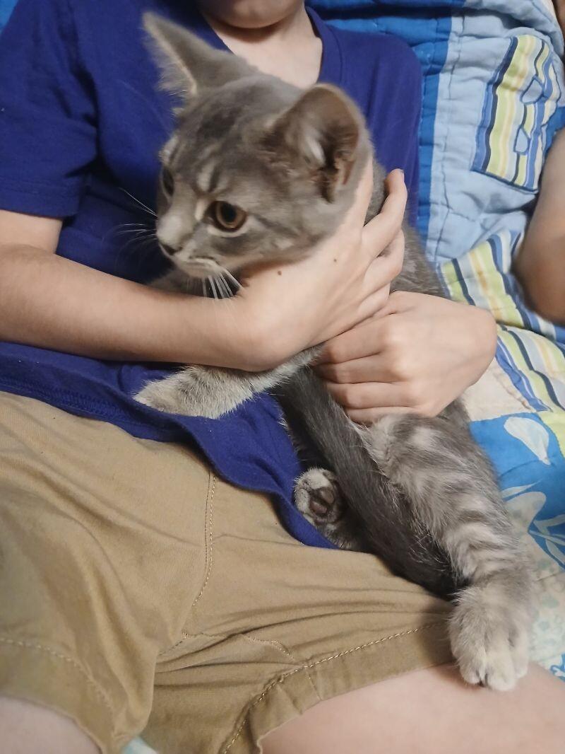 Abilene, Adoptable, Adult Female Domestic Short Hair.