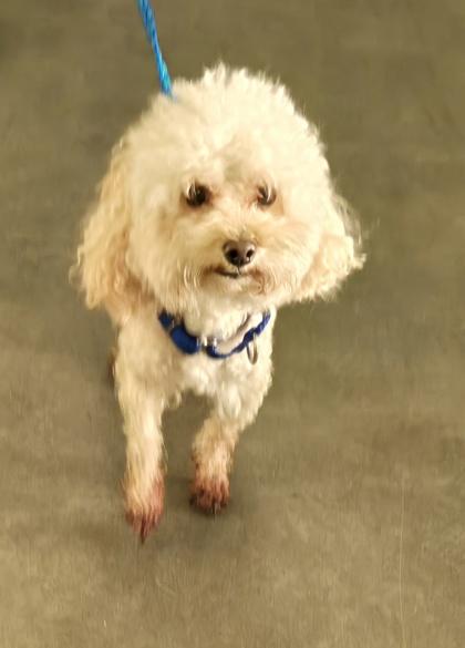 Kiwi, Adoptable, Adult Male Poodle & Mixed Breed.