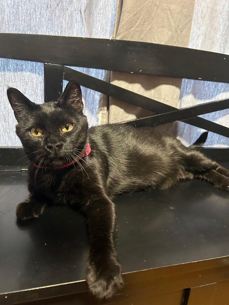 Enlarge Shadow, a Adoptable mixed breed in Richland Hills, TX image 1/6