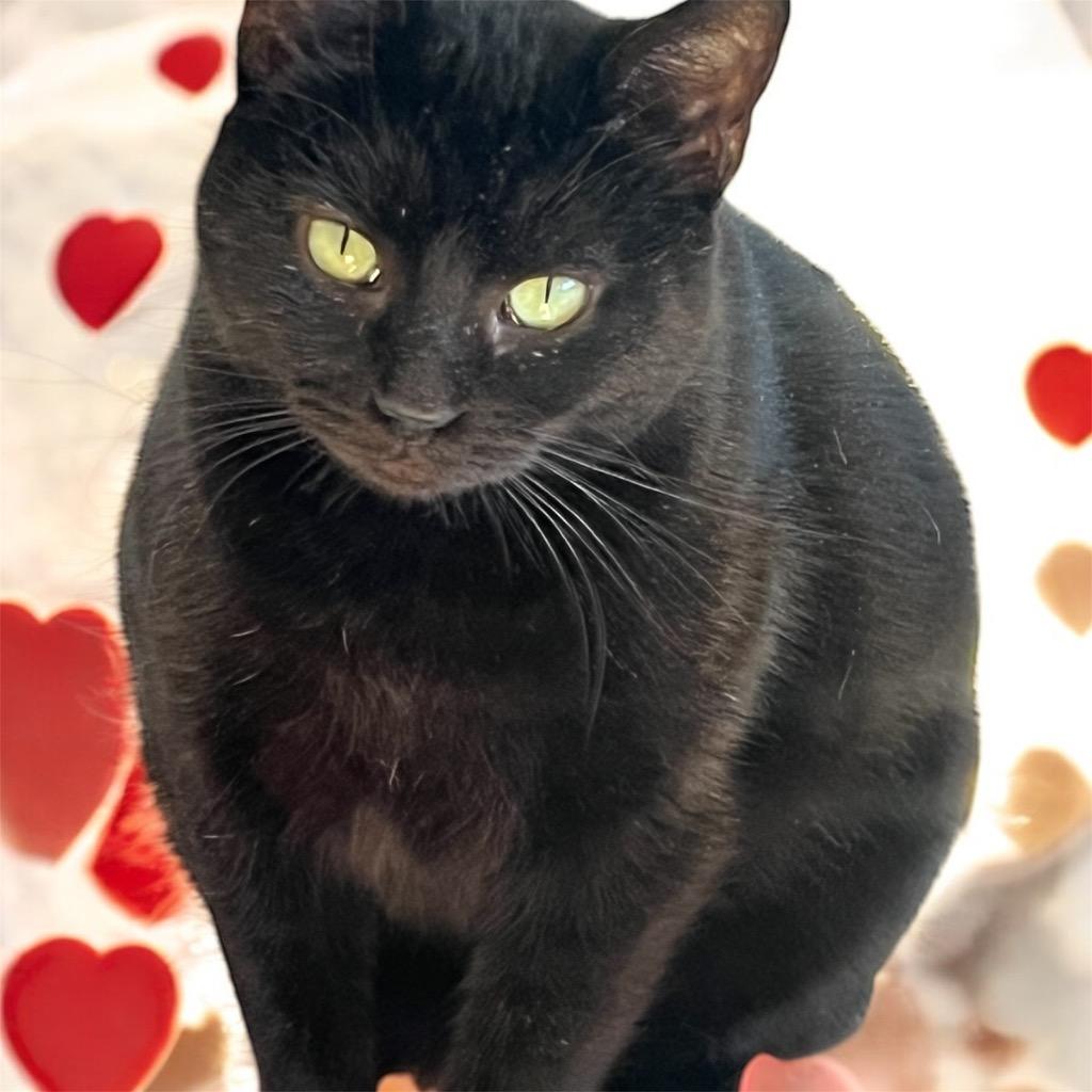 Enlarge Shadow, a Adoptable mixed breed in Richland Hills, TX image 3/6