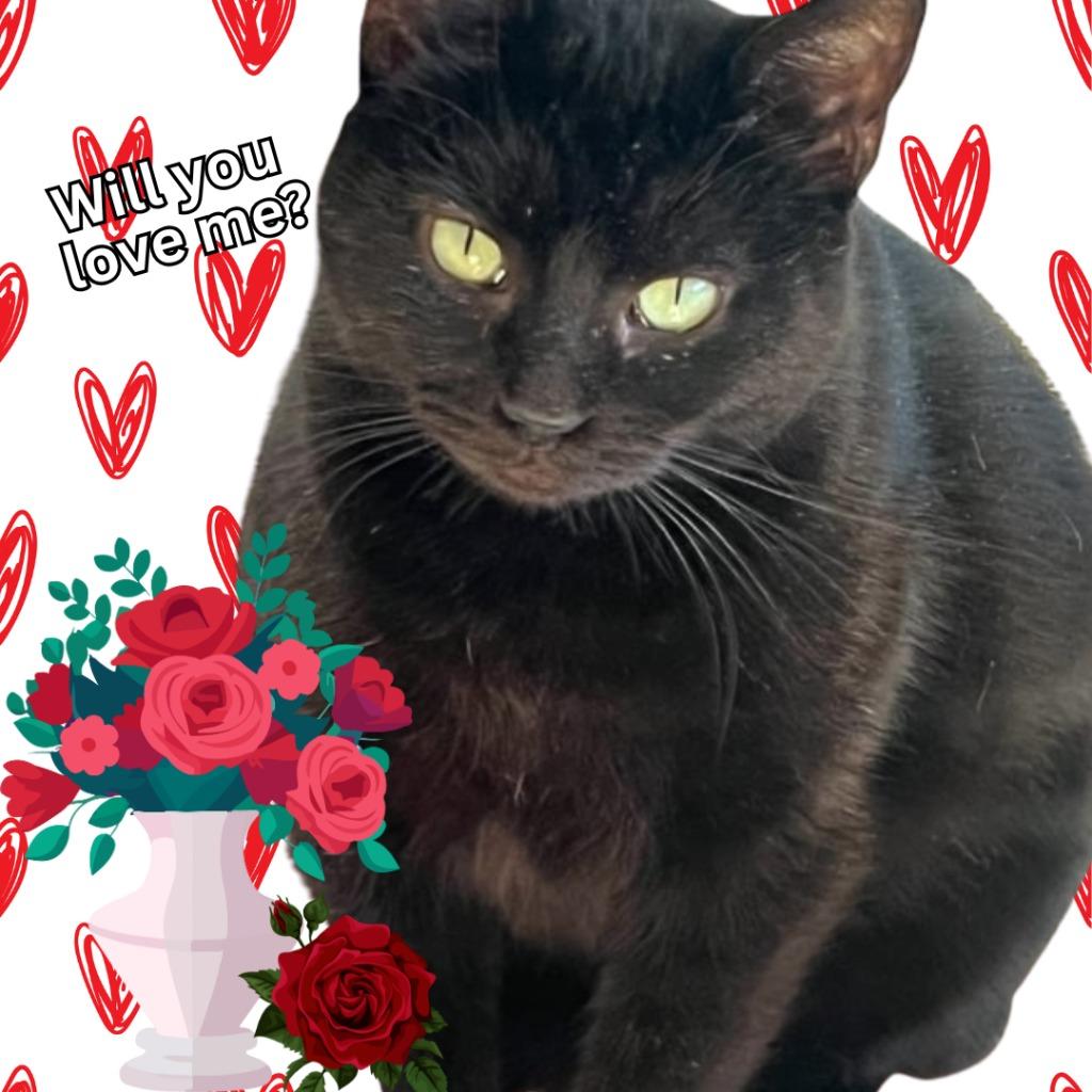 Enlarge Shadow, a Adoptable mixed breed in Richland Hills, TX image 5/6