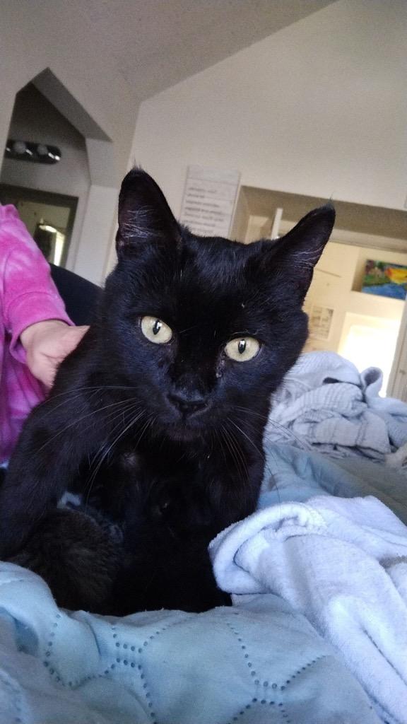 Shadow, Adoptable, Adult Female Domestic Short Hair.