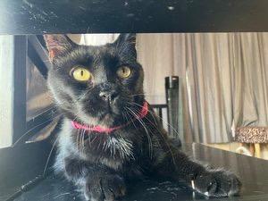 Shadow, a Adoptable mixed breed in Richland Hills, TX image 6/6