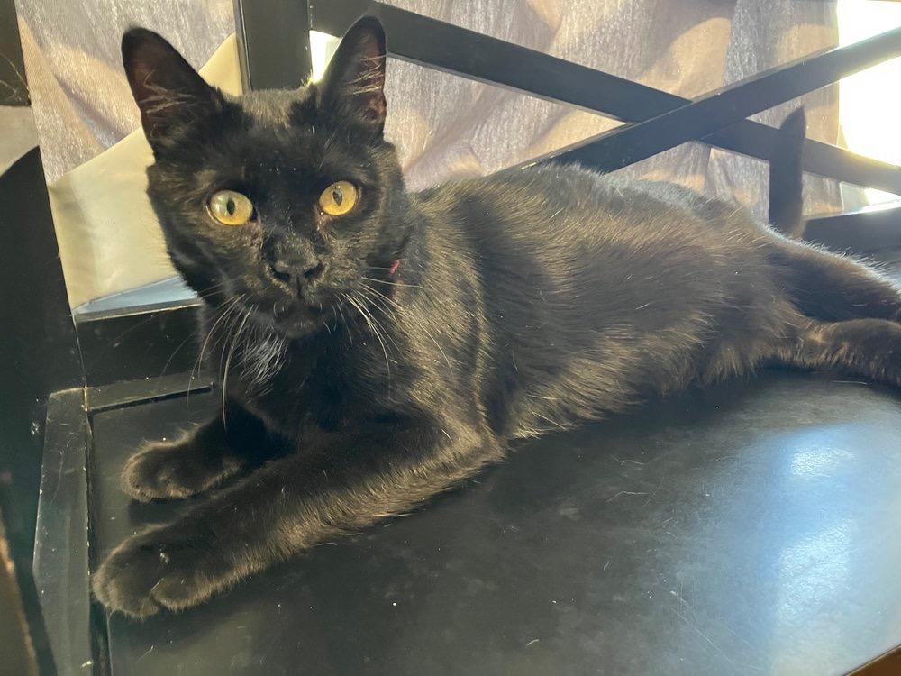 Enlarge Shadow, a Adoptable mixed breed in Richland Hills, TX image 6/6