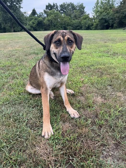 Tater, Adoptable, Adult Male Mixed Breed.