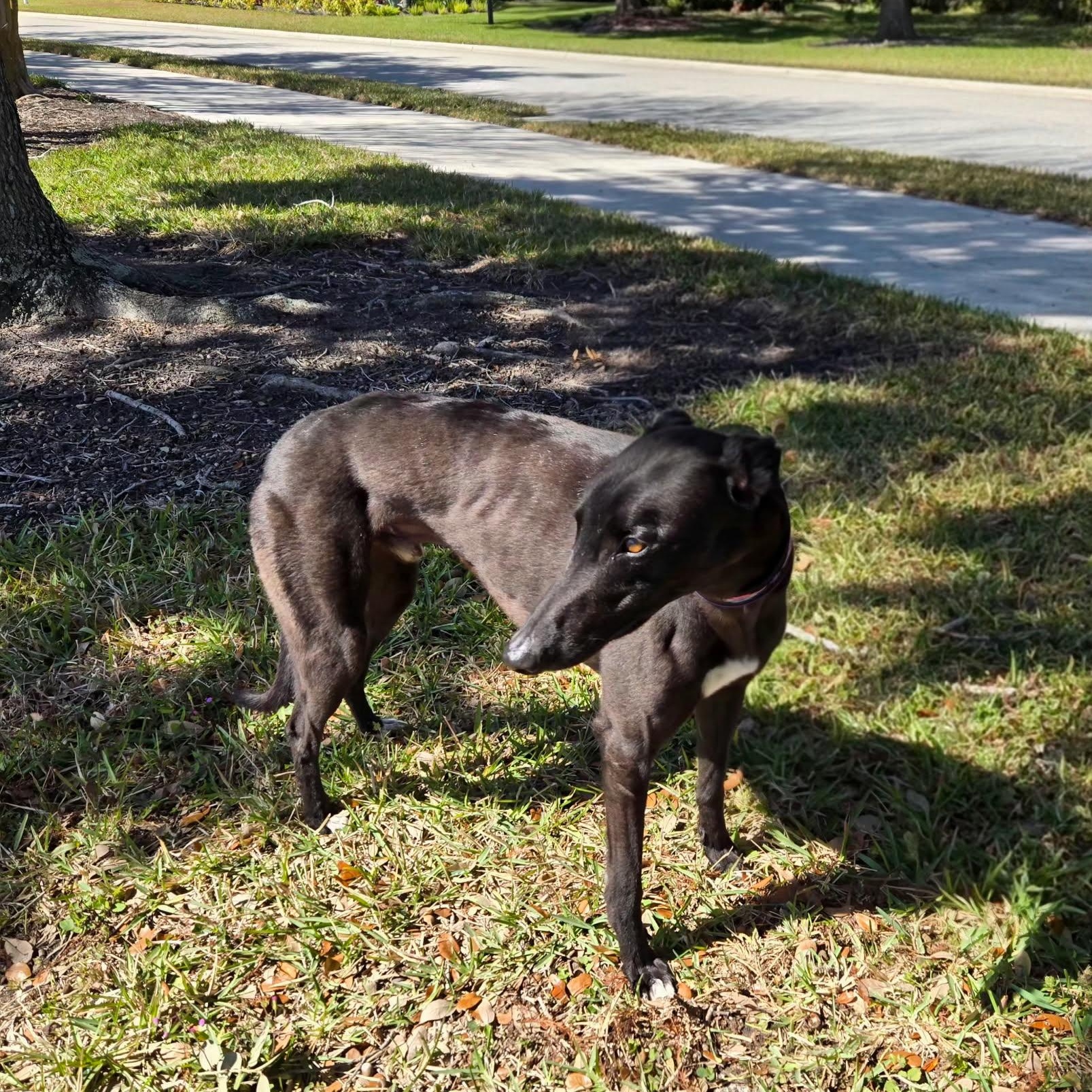 Enlarge Savana Ding Dong (Ding Dong), a ADOPTABLE Greyhound in North Port, FL image 3/4