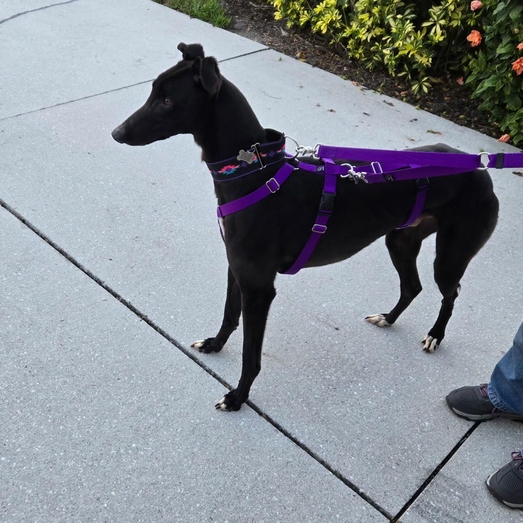 Enlarge Savana Ding Dong (Ding Dong), a ADOPTABLE Greyhound in North Port, FL image 2/4