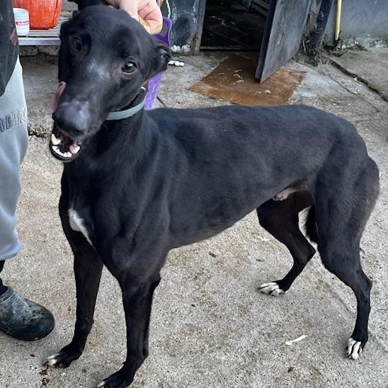 Savana Ding Dong (Ding Dong), ADOPTABLE, Adult Male Greyhound.