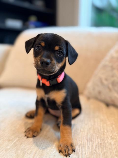 Dulce , ADOPTABLE, Puppy Female Poodle & Cattle Dog.