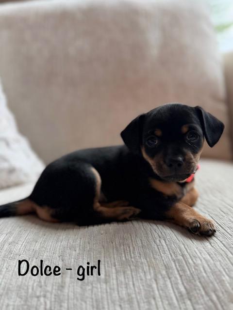 Enlarge Dulce , a ADOPTABLE mixed breed in Kirkland , WA image 3/6