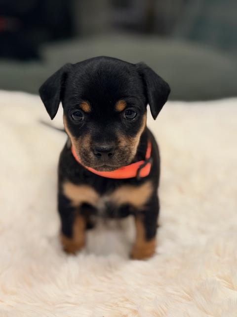 Enlarge Dulce , a ADOPTABLE mixed breed in Kirkland , WA image 6/6