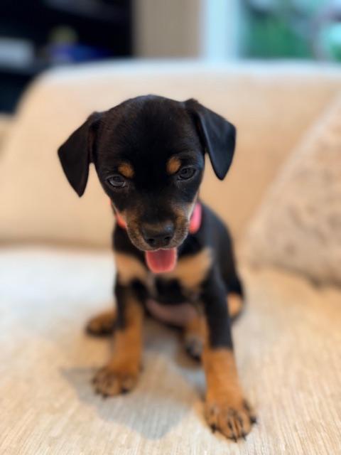 Enlarge Dulce , a ADOPTABLE mixed breed in Kirkland , WA image 4/6