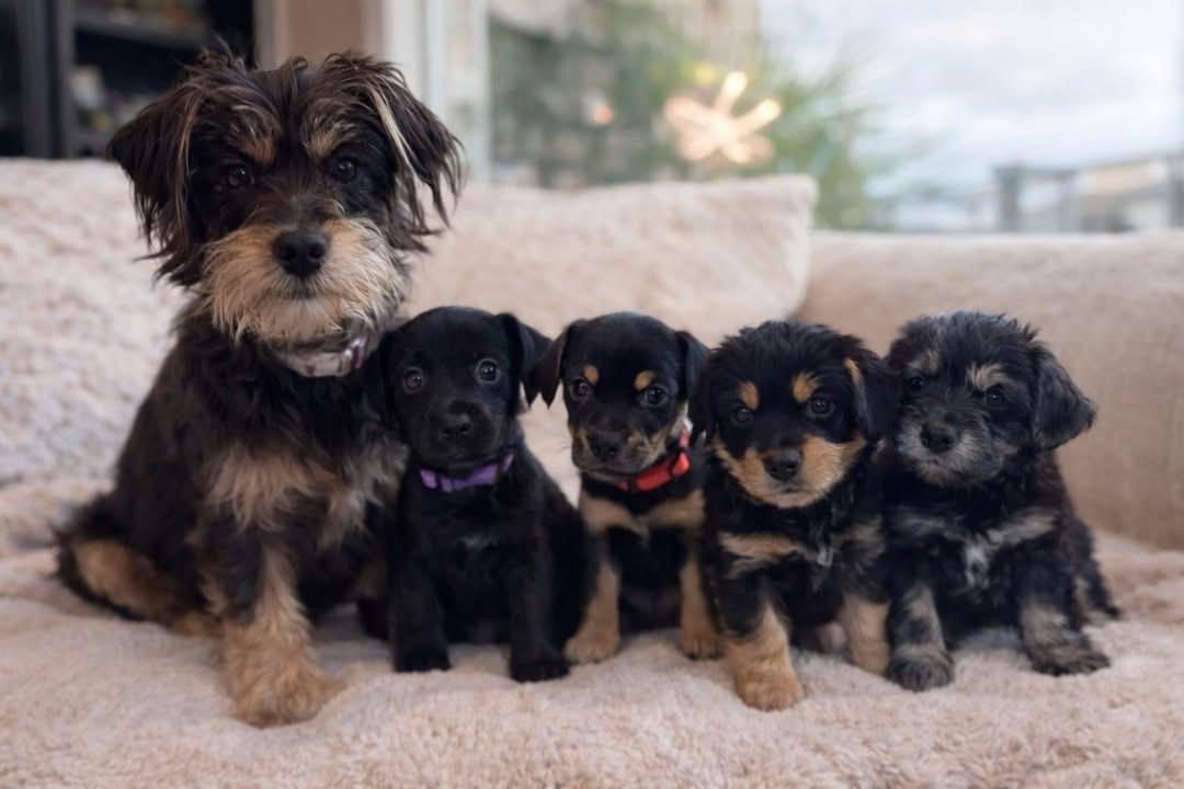 Enlarge Dulce , a ADOPTABLE mixed breed in Kirkland , WA image 2/6