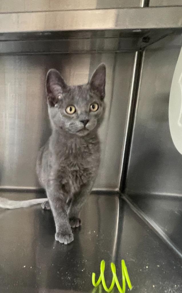 Betty, Adoptable, Kitten Female Domestic Short Hair.
