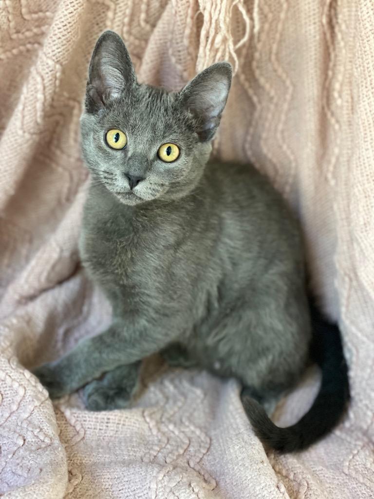 Enlarge Betty, a Adoptable Domestic Short Hair in Decorah, IA image 2/2