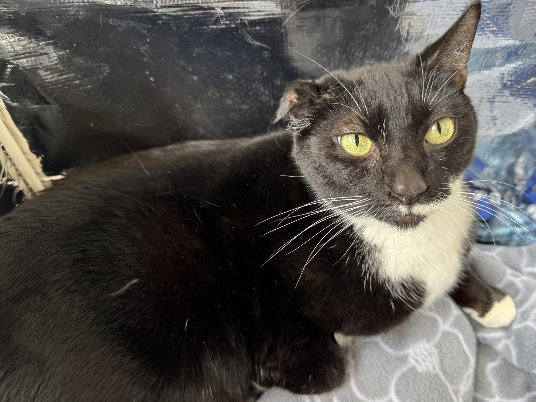 Kevin, Adoptable, Adult Male Tuxedo & Domestic Short Hair.