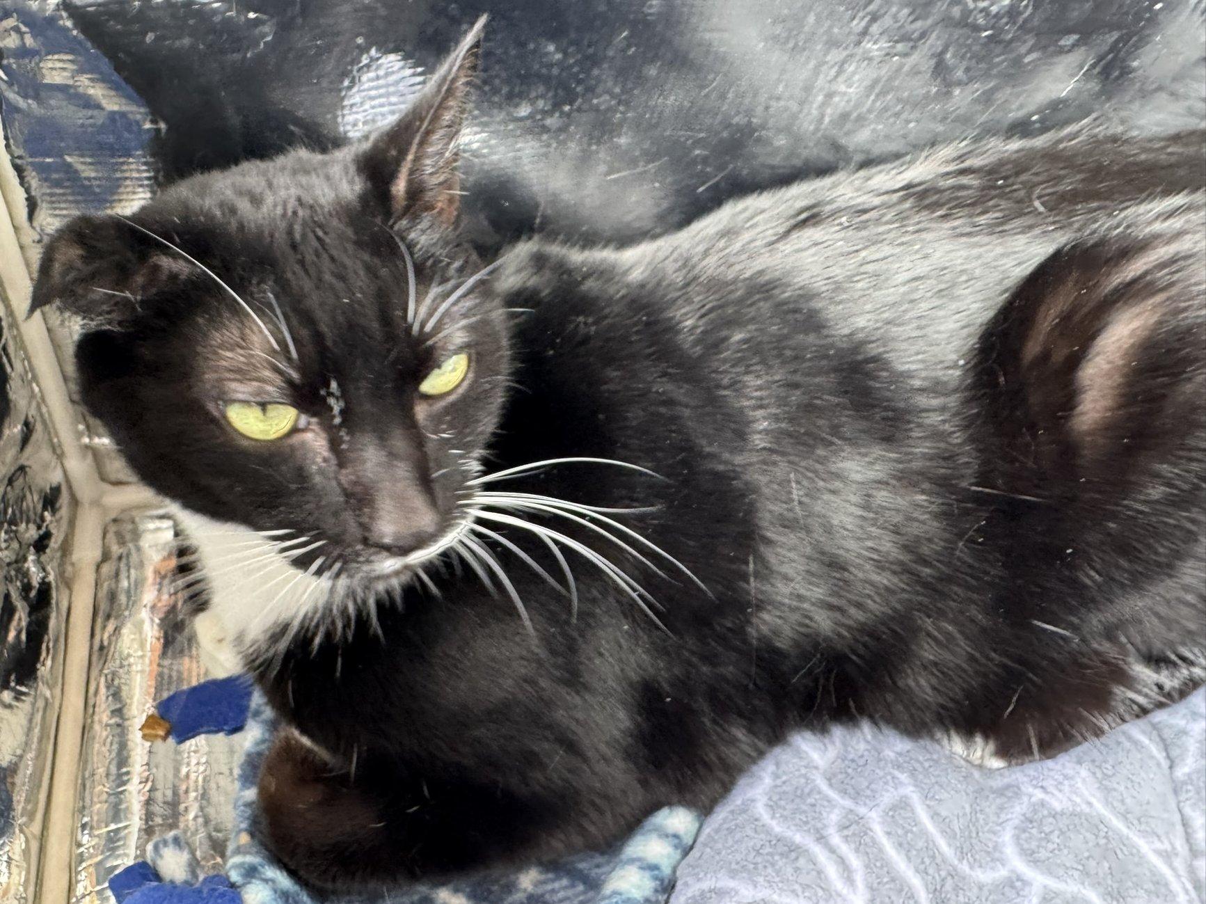 Enlarge Kevin, a Adoptable mixed breed in Monroe, WA image 3/6