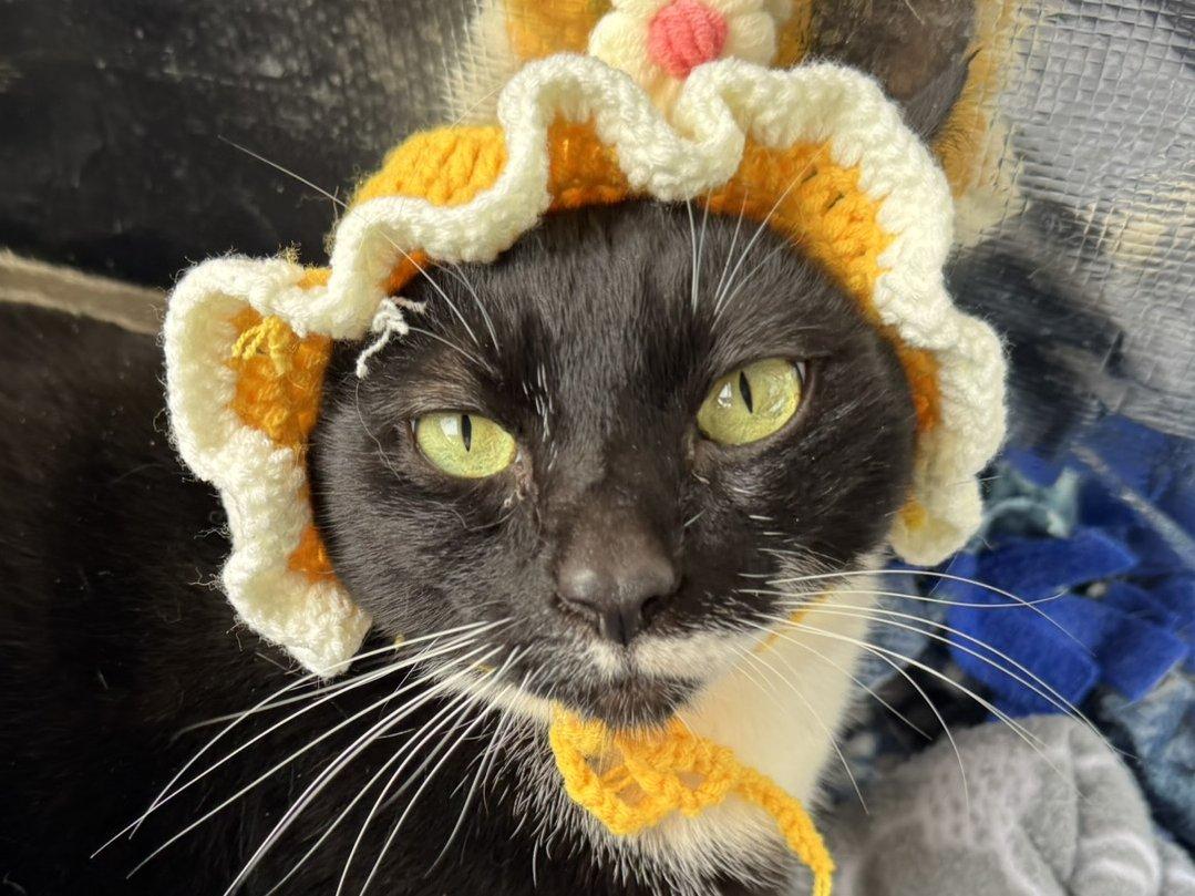 Enlarge Kevin, a Adoptable mixed breed in Monroe, WA image 4/6