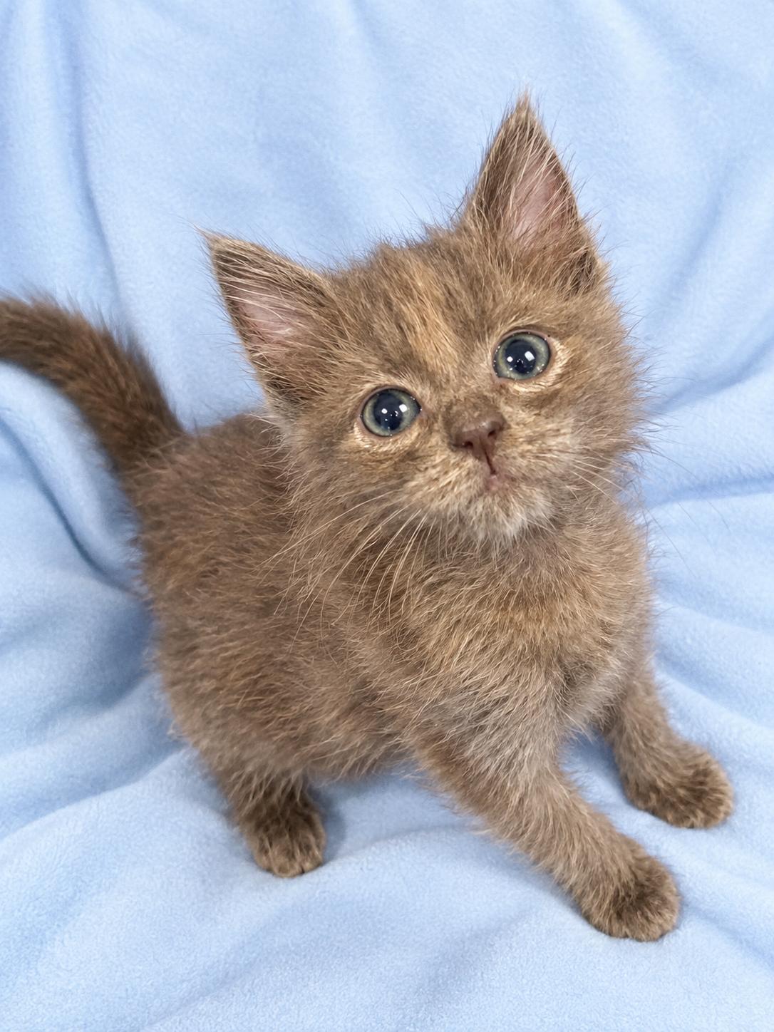 Piston, Adopted, Kitten Male Domestic Long Hair.