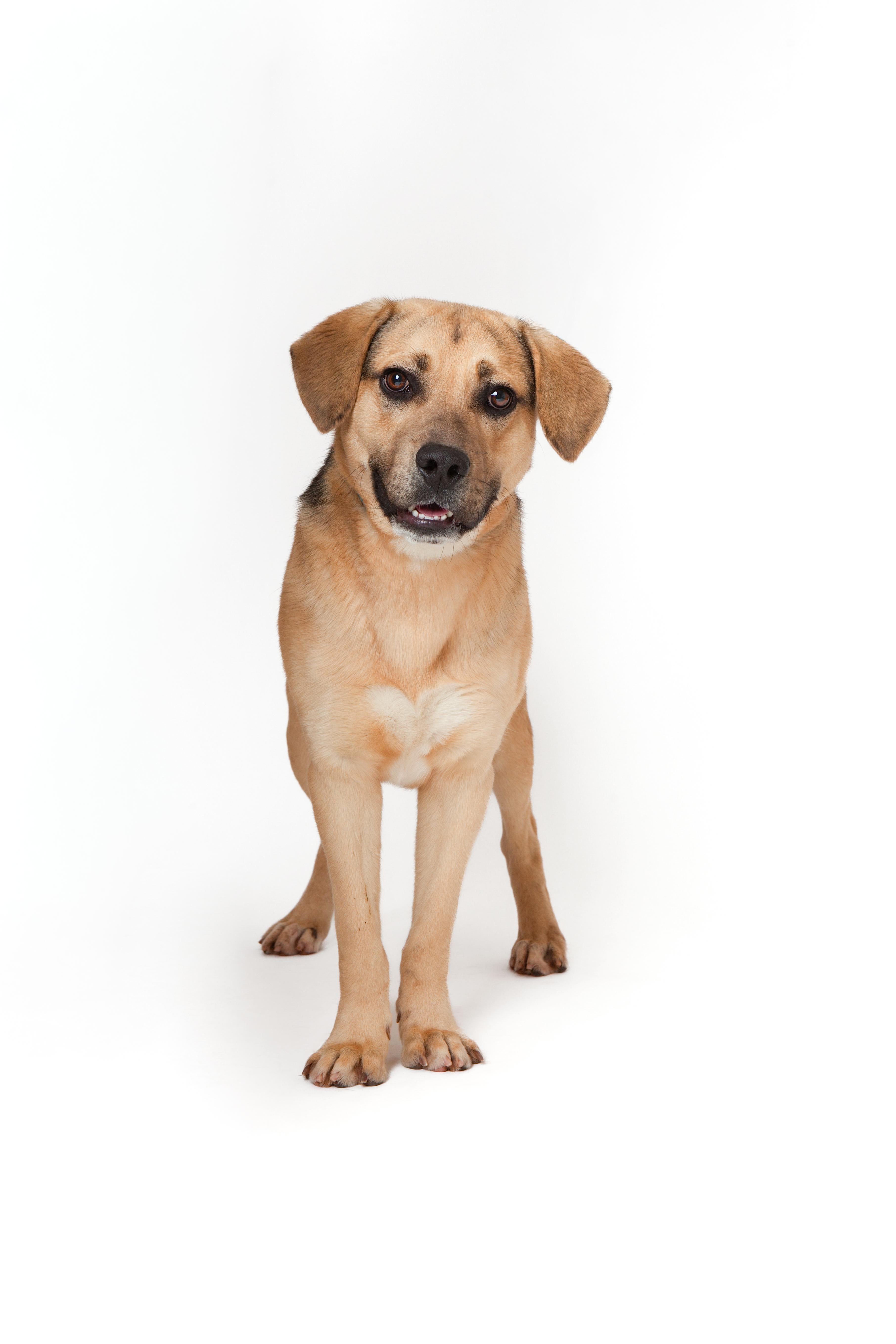 Enlarge Abel, an adopted mixed breed in Guthrie, OK image 4/5