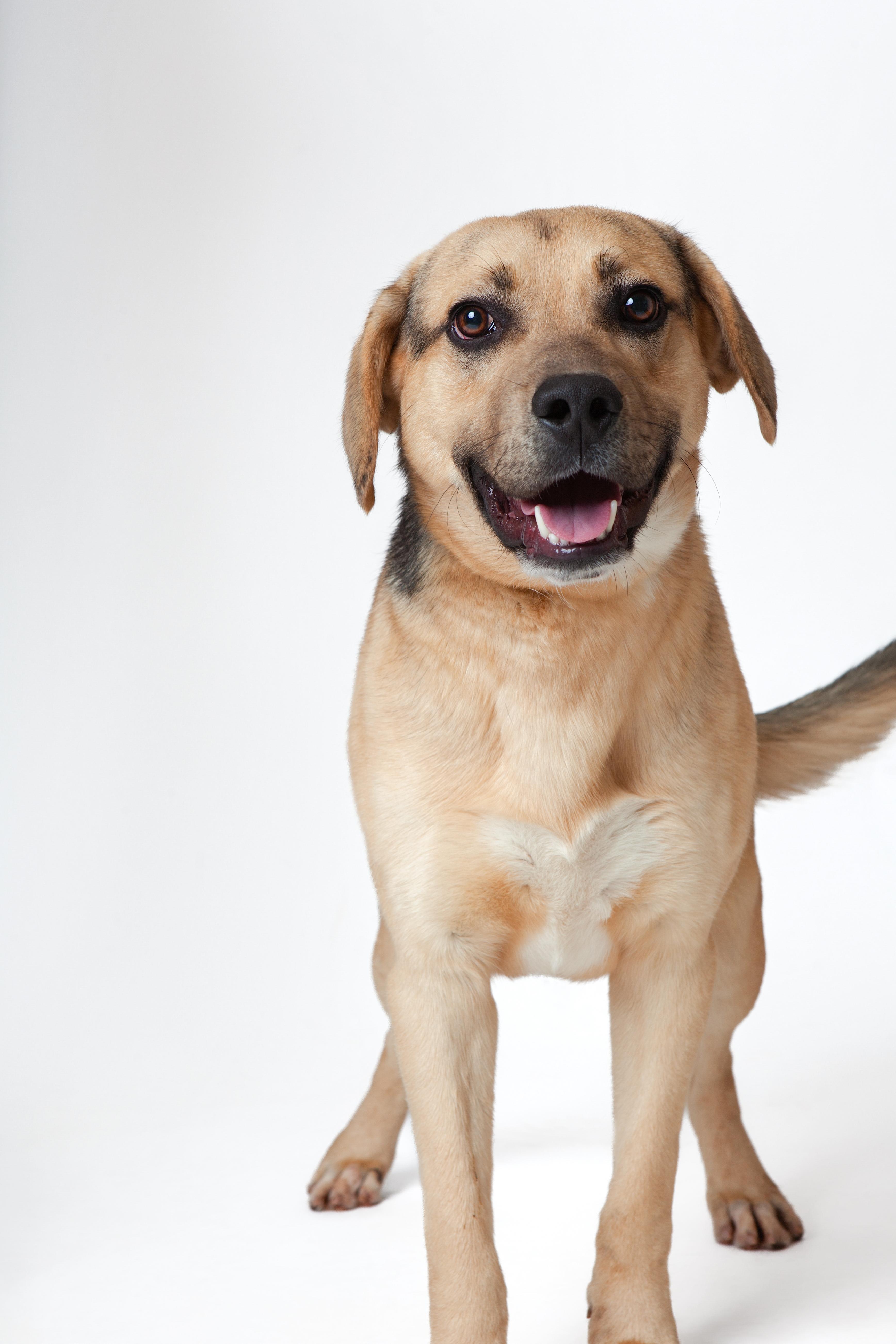 Enlarge Abel, an adopted mixed breed in Guthrie, OK image 2/5