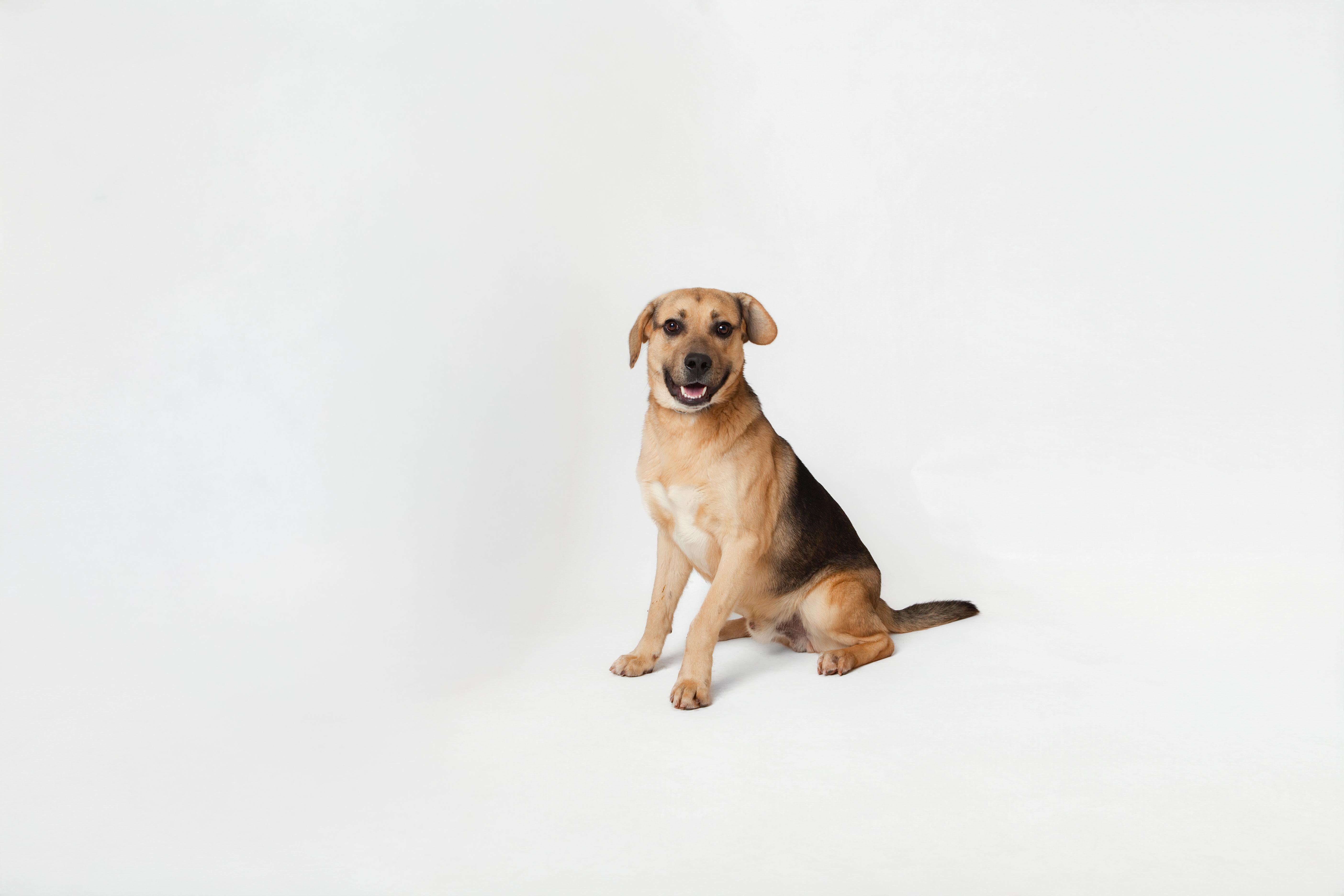 Enlarge Abel, an adopted mixed breed in Guthrie, OK image 1/5