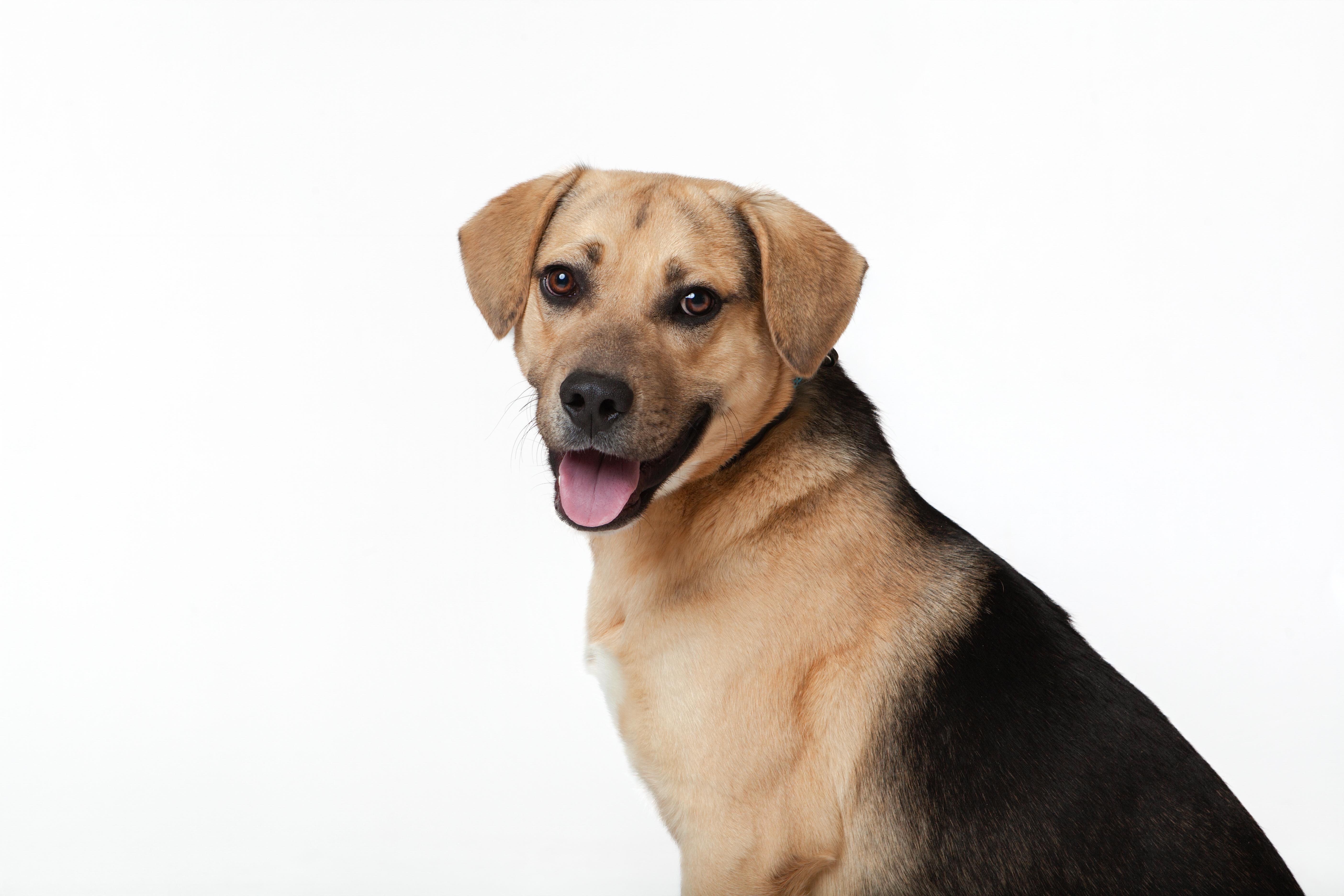 Enlarge Abel, an adopted mixed breed in Guthrie, OK image 3/5