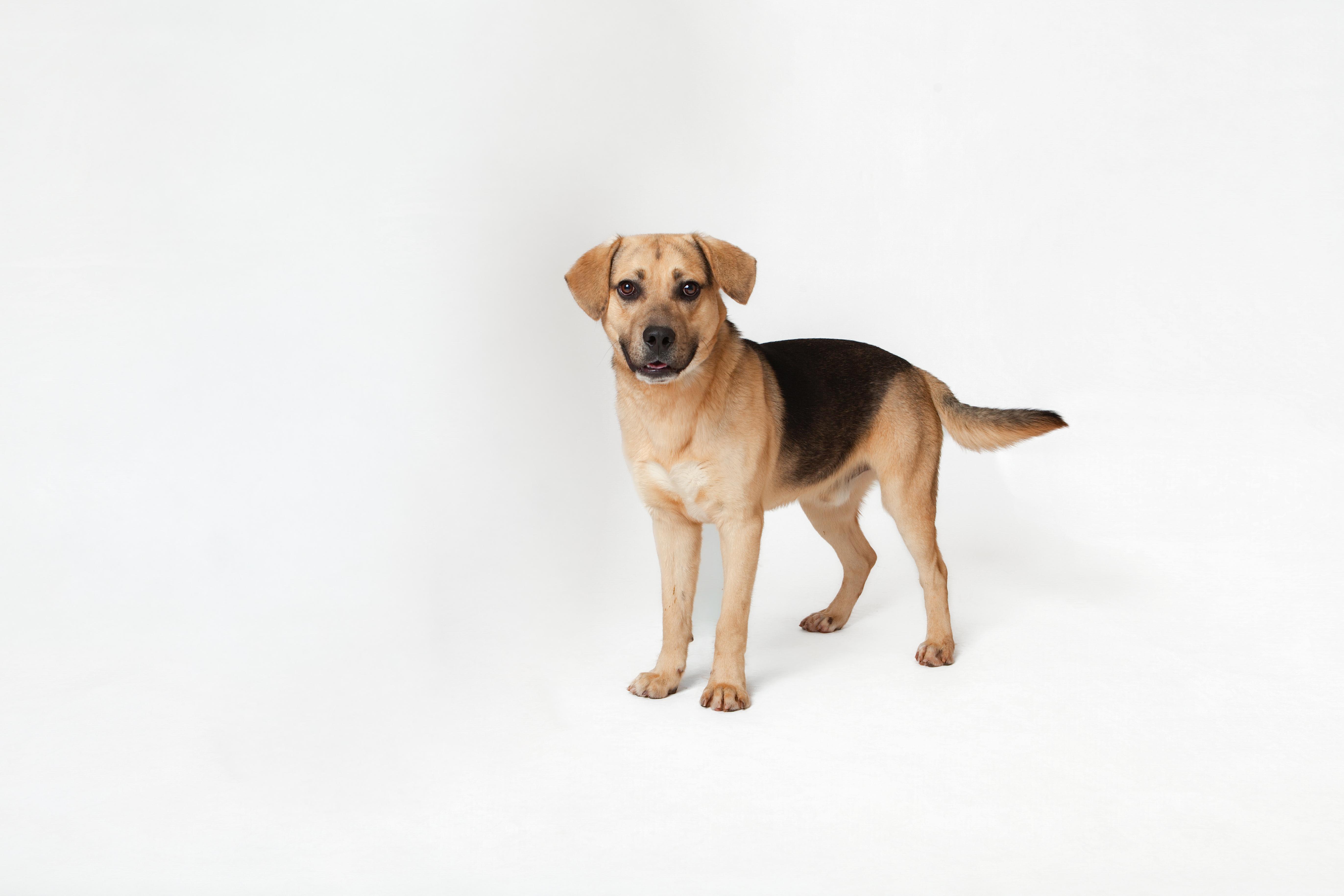 Enlarge Abel, an adopted mixed breed in Guthrie, OK image 5/5
