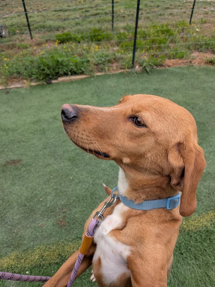 Debbie, a Adoptable mixed breed in Statesville, NC image 1/4