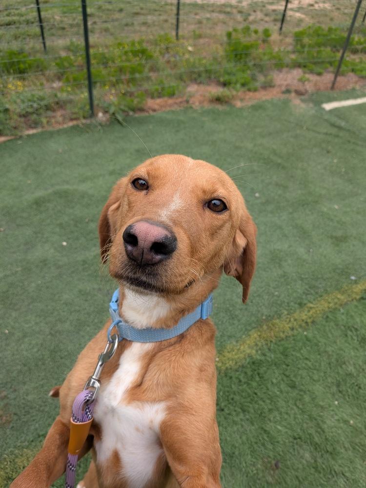 Debbie, a Adoptable mixed breed in Statesville, NC image 2/4