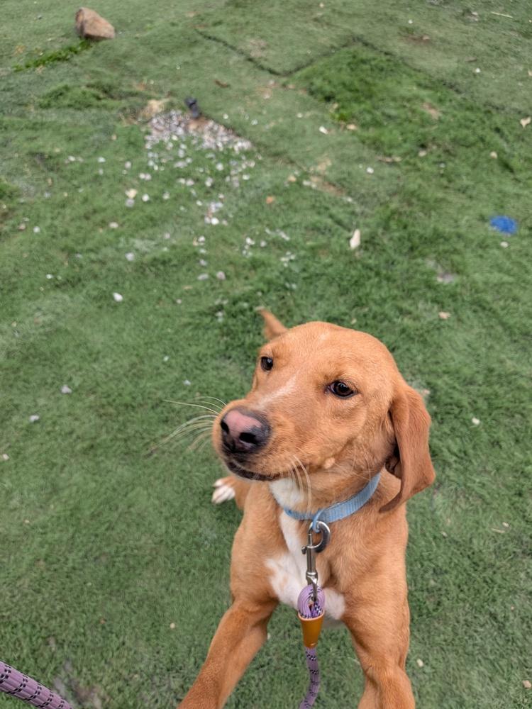 Debbie, a Adoptable mixed breed in Statesville, NC image 3/4