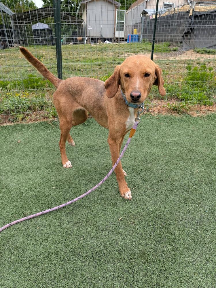 Debbie, a Adoptable mixed breed in Statesville, NC image 4/4