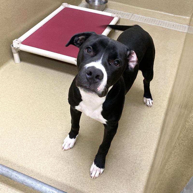 Enlarge McWoof, a Adoptable mixed breed in Monroe, GA image 2/5