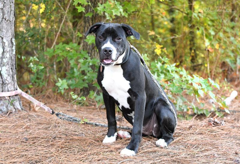 Enlarge McWoof, a Adoptable mixed breed in Monroe, GA image 4/5