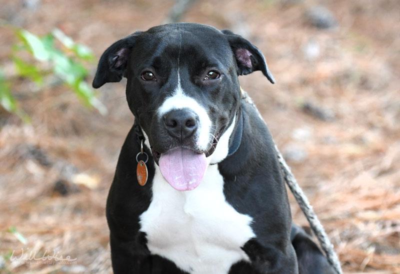 Enlarge McWoof, a Adoptable mixed breed in Monroe, GA image 1/5