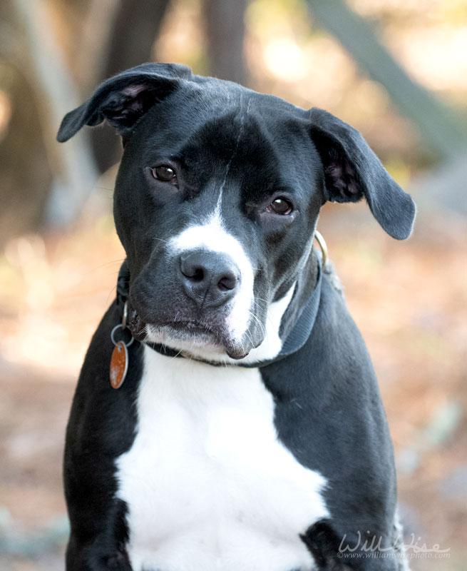 Enlarge McWoof, a Adoptable mixed breed in Monroe, GA image 5/5