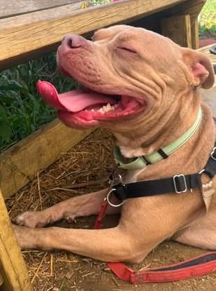 Enlarge Loki, a Adopted mixed breed in Annapolis, MD image 2/3