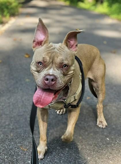 Enlarge Loki, a Adopted mixed breed in Annapolis, MD image 1/3