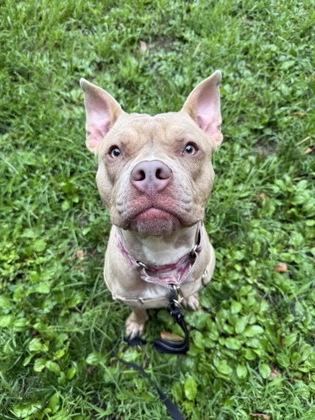 Enlarge Loki, a Adopted mixed breed in Annapolis, MD image 3/3